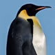 The_Lonely_Penguin