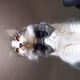 Dainu_Grande