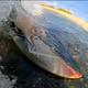 El_Scalperinho