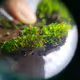 Moss_microscope