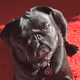 Picklethepug