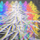 The_420_Collection