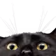 NekoYoru