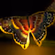 Drowningbutterflys