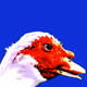 0x1d5d6666f55f34c23141998bc76d0edcfe582b20