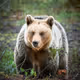 NoNameBear
