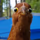 CluckMcFluck