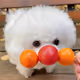 jokerdog