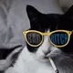 AnonCat