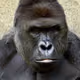 HarambeIsRich_ETH