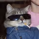 catatony