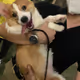 Corgiliciousz