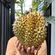 DurianThaiNFT