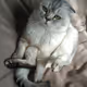 CatMio