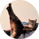 Nimfocat