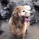 dogkiss