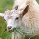 HuuGOAT