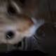 Bambithecat