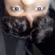 keishit