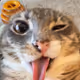catogirl