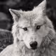 SlvrWolf