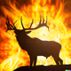 BurningElk
