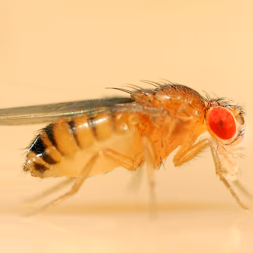 OpenSea profile picture for @drosophila