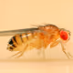 drosophila