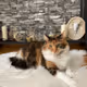 Miacat