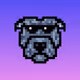 pacothedog