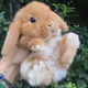 babybunny_DNN