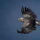 DMEagle