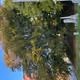 0x2188f0dc705a2ba2ceb477323e0dc452144393a6