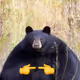 Mumf