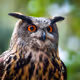 owlabode