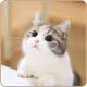 maomi888
