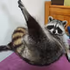 dumptrap