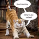 Tigers2