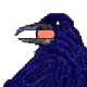 Karuveru