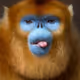 Golden-Monkey