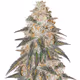 FractalFlowers