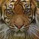 Tiger22