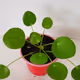 mazyplant