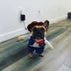 FrenchieGang23