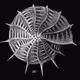 Foraminifera