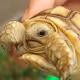YinYangTortoise