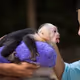 Capuchins