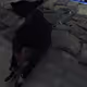JoeCarti