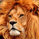 LIONHEART_