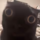 sebnftcat